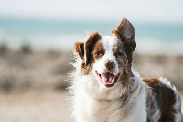 What's the Ideal Diet for a Dog with Chronic Kidney Disease?